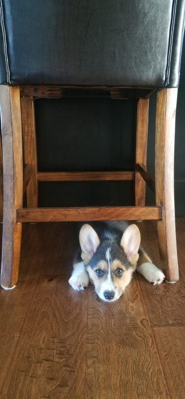 Pembroke Welsh Corgi underneath chair