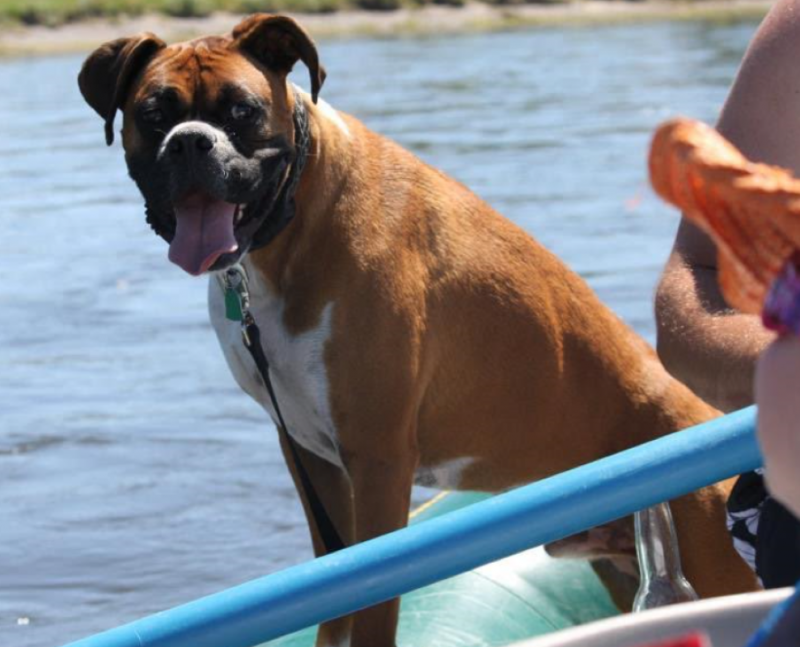 This image is of a Boxer in a raft.