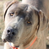 this is ruger he was a 12 year old cane coraso who my family sadly had to put down due to cancer